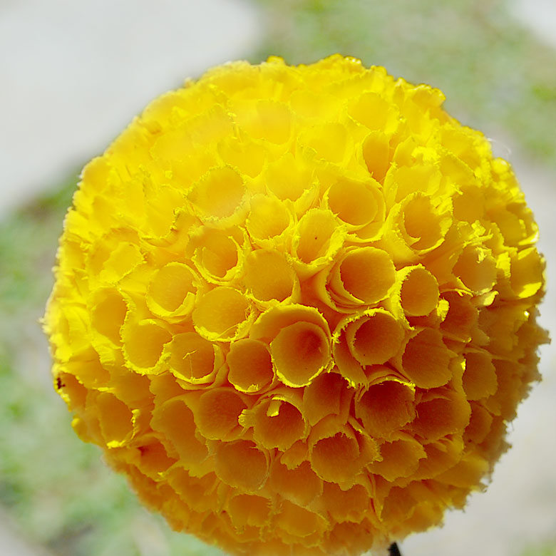 丸いボールの花