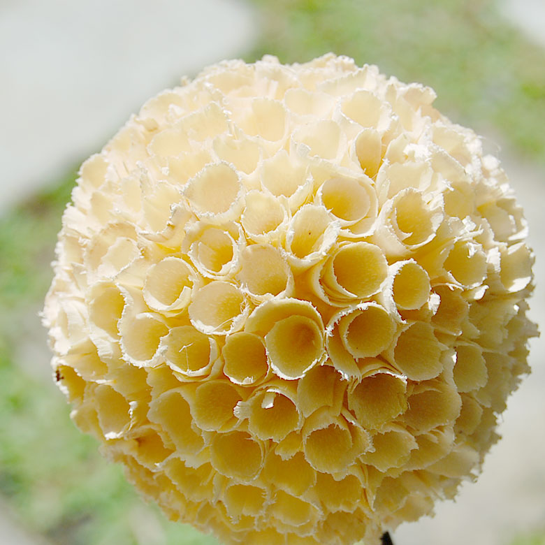 丸いボールの花
