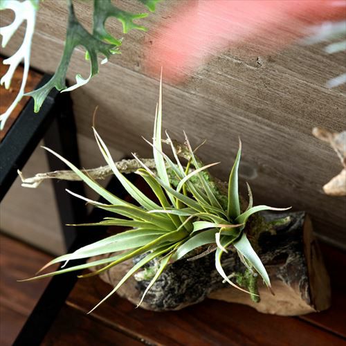 光触媒 人工観葉植物 ウォールグリーン フェイク フラワー